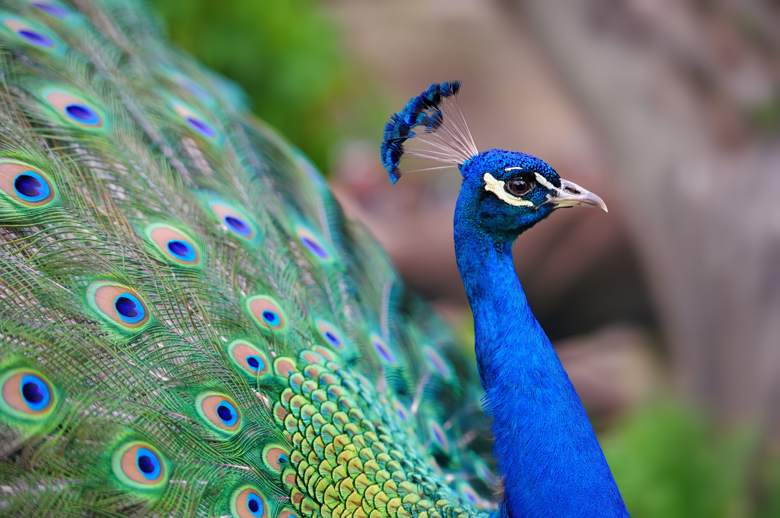 Peacock